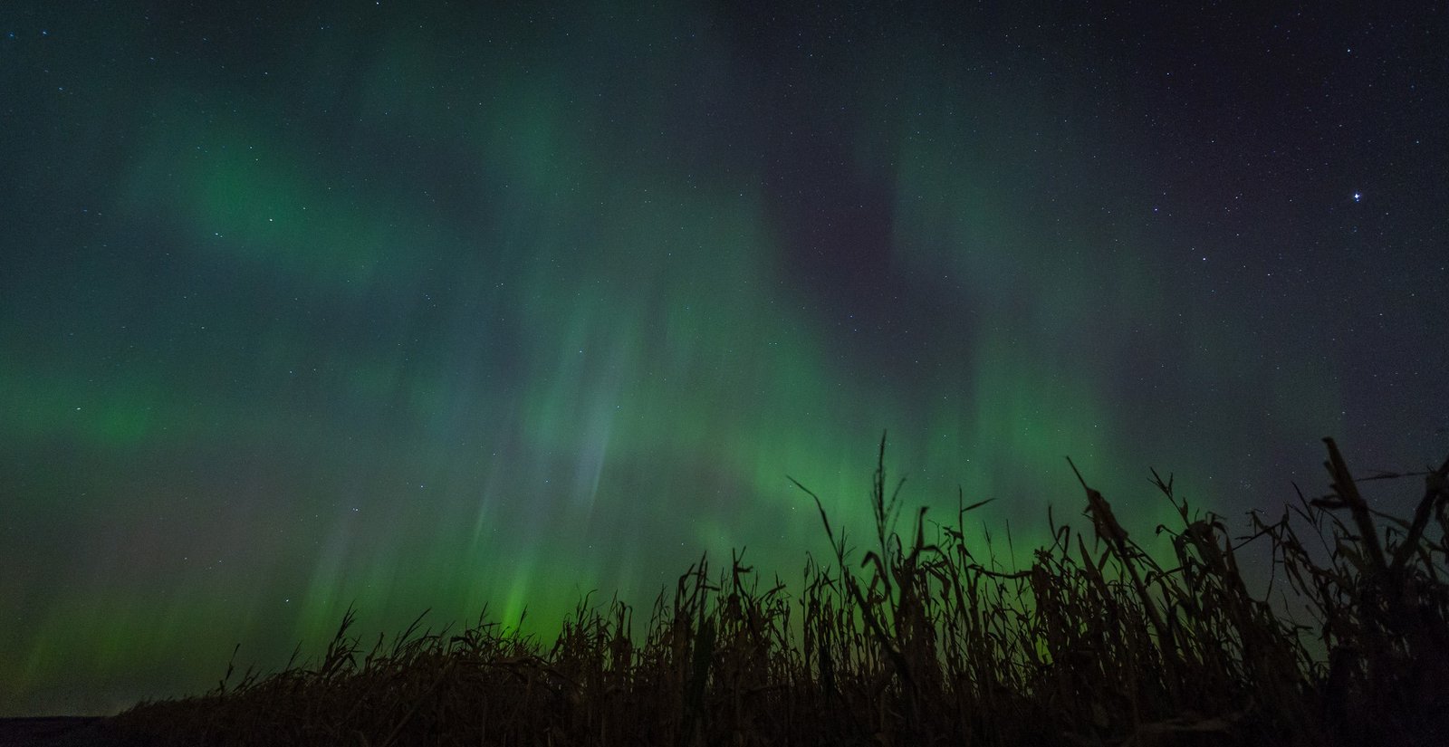 Aurora Borealis. In corn field in Minnesota by Nathan Lodermeier